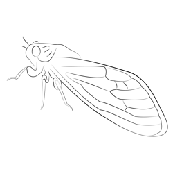 Cicada Final Free Coloring Page for Kids