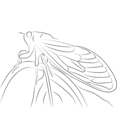 Cicada Green Black Look Free Coloring Page for Kids