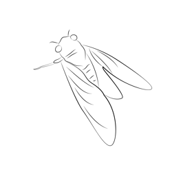 Cicada See Free Coloring Page for Kids