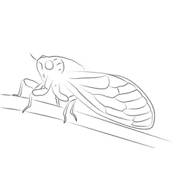 Cicada Stock Free Coloring Page for Kids