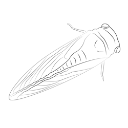 Cicada Up Look Free Coloring Page for Kids