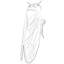 Cicada Up Free Coloring Page for Kids
