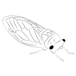 Cicada Free Coloring Page for Kids