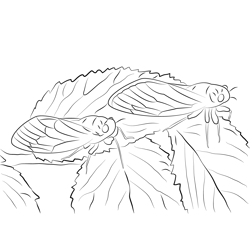 Cicadastdu Don Free Coloring Page for Kids