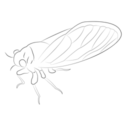 Red And Black Cicada Free Coloring Page for Kids