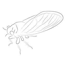 Red And Black Cicada Free Coloring Page for Kids