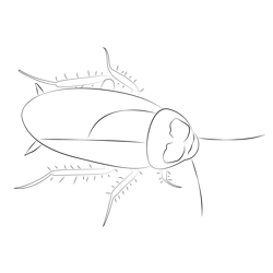 Cockroach Free Coloring Page for Kids