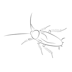 American Cockroach Free Coloring Page for Kids