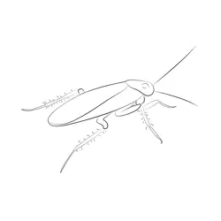 Back Look Cockroaches Free Coloring Page for Kids