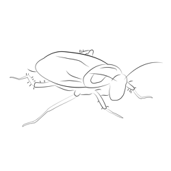Barata Cucaracha Cockroach Free Coloring Page for Kids