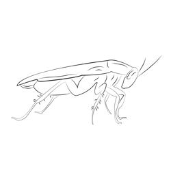 Brownbanded Cockroach Free Coloring Page for Kids