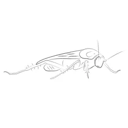 Cockroach Close Up Free Coloring Page for Kids
