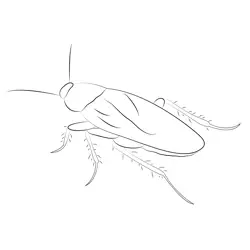 Cockroach Control Free Coloring Page for Kids