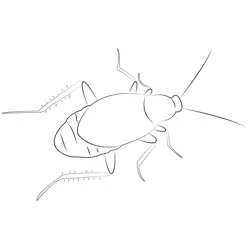 Cockroach Look Free Coloring Page for Kids