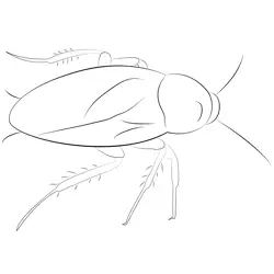 Cockroach See Free Coloring Page for Kids