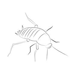 Cockroach Free Coloring Page for Kids