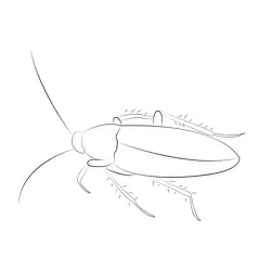German Cockroach Free Coloring Page for Kids