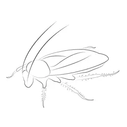 Red Cockroach Free Coloring Page for Kids