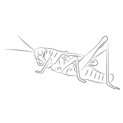 Animal Cricket Insect Free Coloring Page for Kids