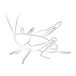 Dark Bush Cricket Free Coloring Page for Kids