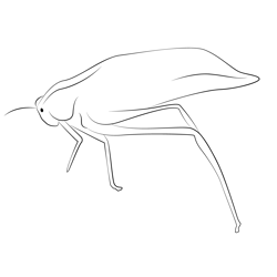 Giant Katydid Free Coloring Page for Kids