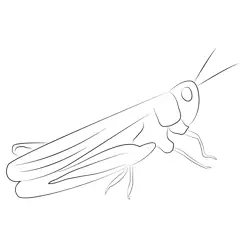 Grasshopper Free Coloring Page for Kids
