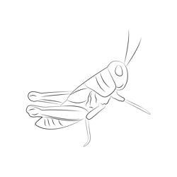 Green Cricket Insect Free Coloring Page for Kids