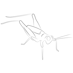 Green Cricket Free Coloring Page for Kids