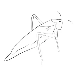 Green Katydid Grasshopper Free Coloring Page for Kids