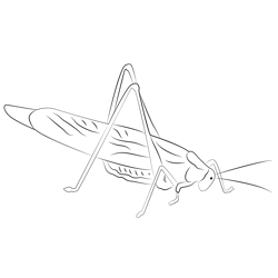 Katydid Green See Free Coloring Page for Kids