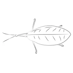 Katydid New Guinea Sharon Free Coloring Page for Kids