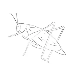 Katydid Up See And Seet Free Coloring Page for Kids