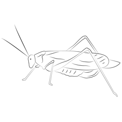 Katydid Up Free Coloring Page for Kids