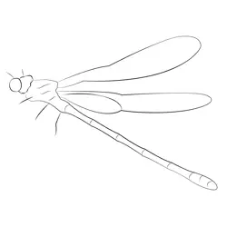 Azure Damselfly Male In Flight Free Coloring Page for Kids