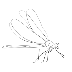 Beautiful Demoiselle Damselfly Free Coloring Page for Kids