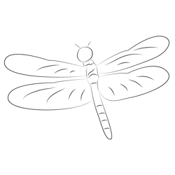 Damselfly From Buterfly Park Malaysia Kuala Free Coloring Page for Kids