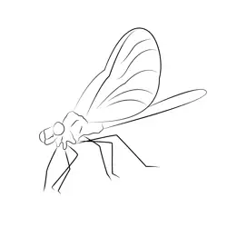 Damselfly Largephoto Free Coloring Page for Kids