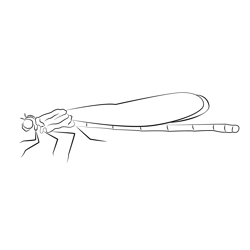 Damselfly Look Free Coloring Page for Kids