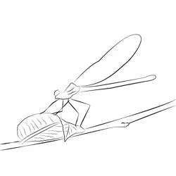 Damselfly Up Fly Free Coloring Page for Kids