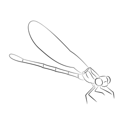 Damselfly Free Coloring Page for Kids