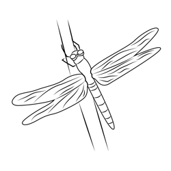 Dragonfly On Dry Stick Free Coloring Page for Kids