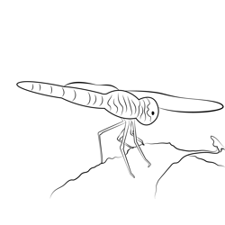 Dragonfly On Leaf Free Coloring Page for Kids