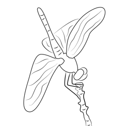 Dragonfly On Tree Free Coloring Page for Kids