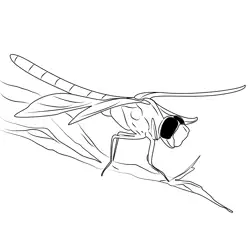 Dragonfly Free Coloring Page for Kids