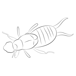 Earwig Amt Free Coloring Page for Kids