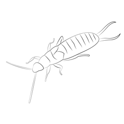 Earwig Back Free Coloring Page for Kids