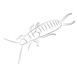 Earwig Back Free Coloring Page for Kids