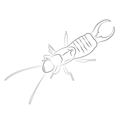 Earwig Free Coloring Page for Kids
