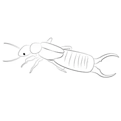 Earwig Black Free Coloring Page for Kids