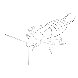 Earwig See Me And You Free Coloring Page for Kids